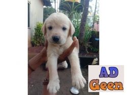 used Quality Lab puppies for sale for sale 